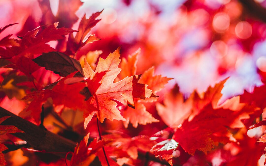 Herfst Retraite 10 okt & 21 nov